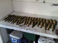 /album/ice-fishing-pictures/a2011-perch-jpg/